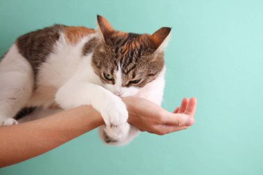 Evcil kedi sevgiyle mavi arka planda kadının elini ısırıyor.