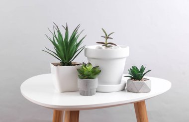 Masadaki saksılarda dekoratif bitkiler