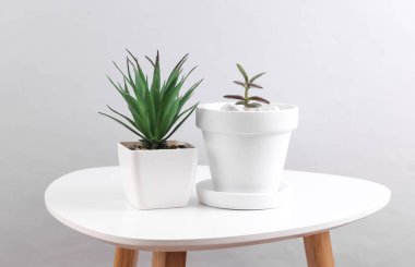 Masadaki saksılarda dekoratif bitkiler