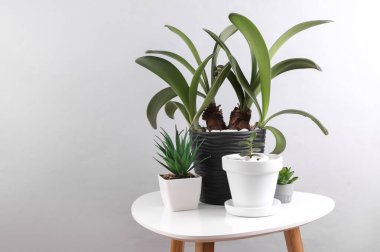 Masadaki saksılarda dekoratif ev bitkileri.