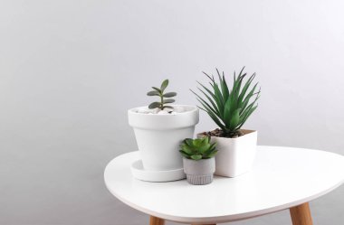 Masadaki saksılarda dekoratif ev bitkileri.