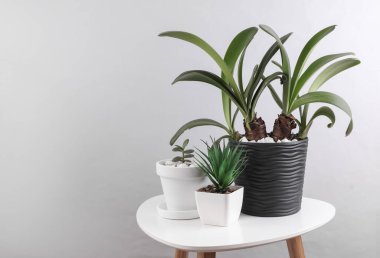 Masadaki saksılarda dekoratif ev bitkileri.