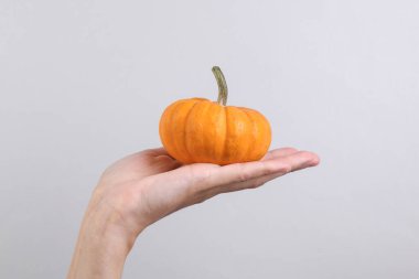 Gri arkaplanda minyatür balkabağı tutan kadın el.