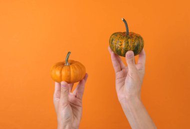 Turuncu arka planda minyatür balkabağı tutan kadın eller.