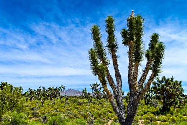 The Route 66 — Stock Photo, Image