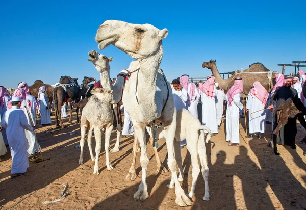 A Arábia Saudita — Fotografia de Stock