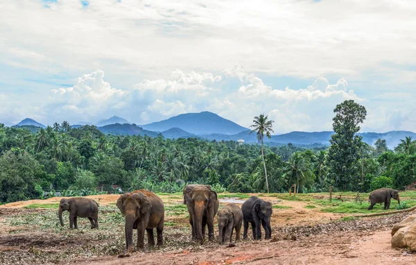 Locais no Sri Lanka — Fotografia de Stock