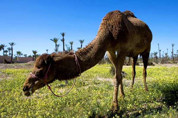 Марокко scenari naturali — стоковое фото