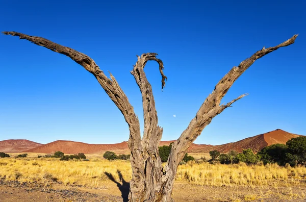 Namíbia a természet — Stock Fotó