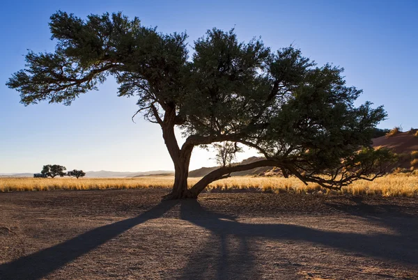 Namíbia a natureza — Fotografia de Stock