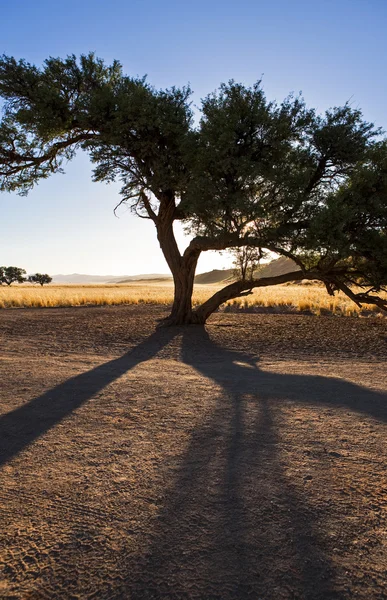 Namibie příroda — Stock fotografie