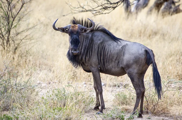 Namibia charakter — Zdjęcie stockowe