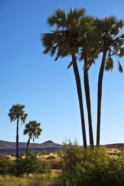 Namibie la nature — Photo