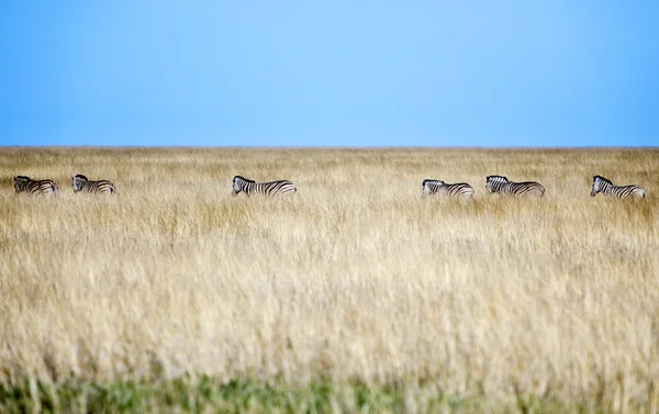 Namíbia a natureza — Fotografia de Stock