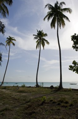 Tanzanya Zanzibar Adası