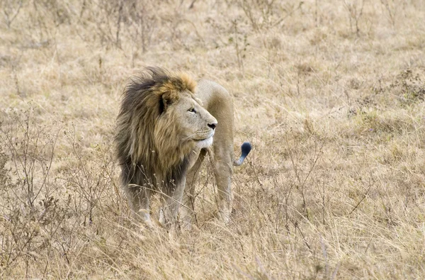 Tanzania National Parks — Stock Photo, Image