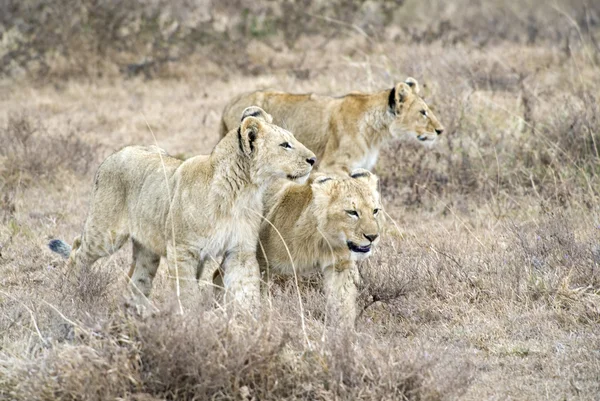 Tanzania National Parks — Stock Photo, Image