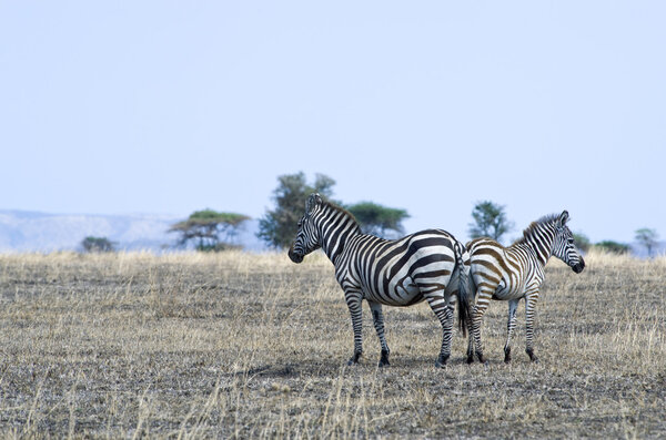 Tanzania, Serengeti National Park, Seronera area, zebras (equus burchellii)