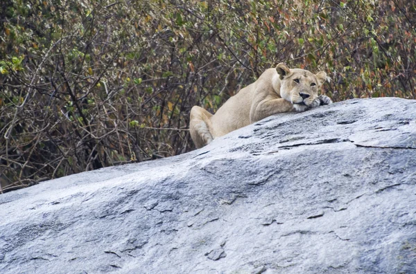 Tanzania National Parks — Stock Photo, Image