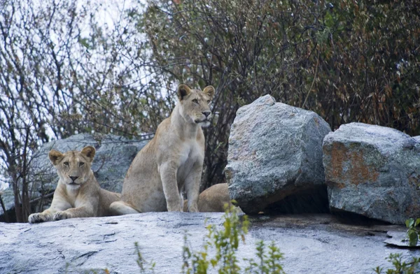 Parques Nacionales de Tanzania — Foto de Stock