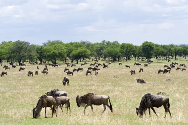Parki narodowe Tanzanii — Zdjęcie stockowe