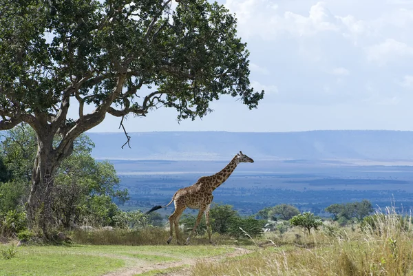 Parques Nacionais da Tanzânia — Fotografia de Stock