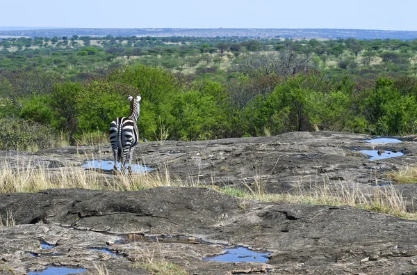 Parques Nacionales de Tanzania — Foto de Stock