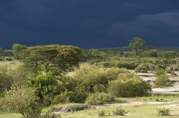 Tanzanie národní parky — Stock fotografie