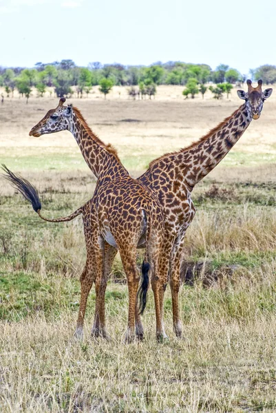 Parques Nacionais da Tanzânia — Fotografia de Stock