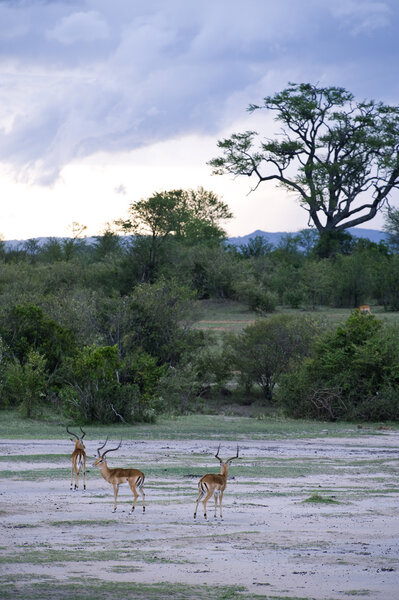 Tanzania, Serengeti National Park, the Mara River area, impalas (aepyceros melampus)
