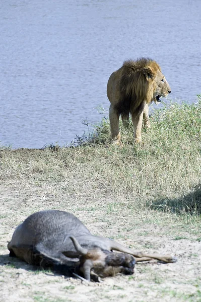 坦桑尼亚国家公园 — 图库照片