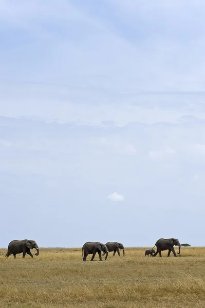 Parques Nacionales de Tanzania —  Fotos de Stock