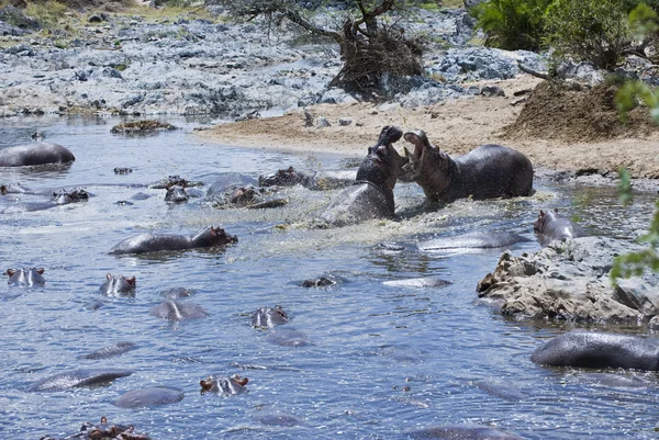 Nationale parken van Tanzania — Stockfoto