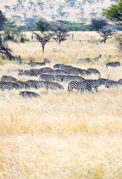 Tanzania nationalparker — Stockfoto