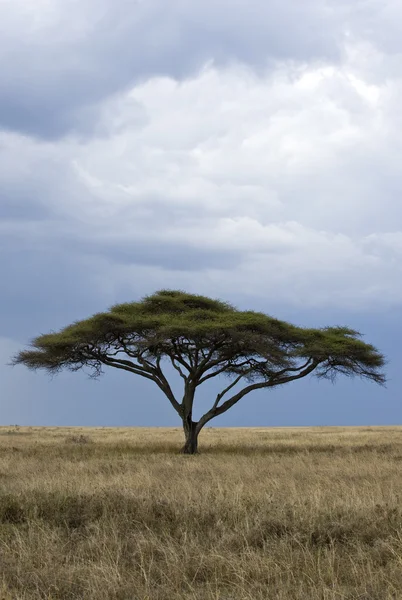 Tanzanie národní parky — Stock fotografie