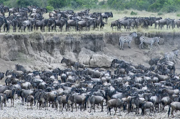 Національних парків Танзанії — стокове фото