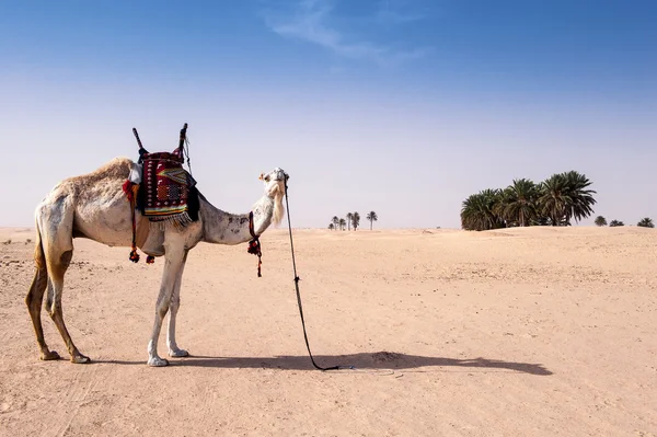 Tunísia dunas do deserto — Fotografia de Stock