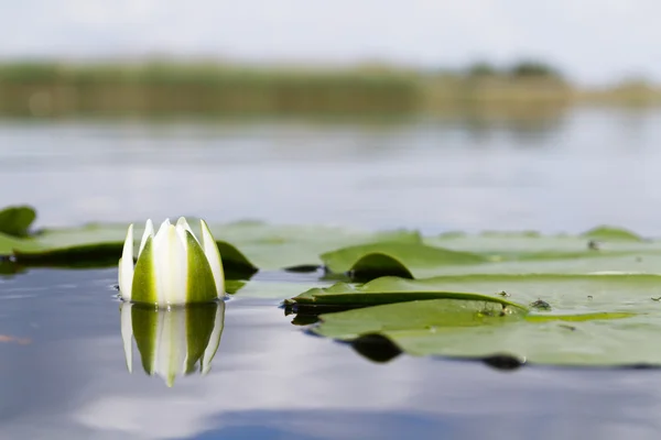 Yellow water lily blooms — Stock Photo, Image