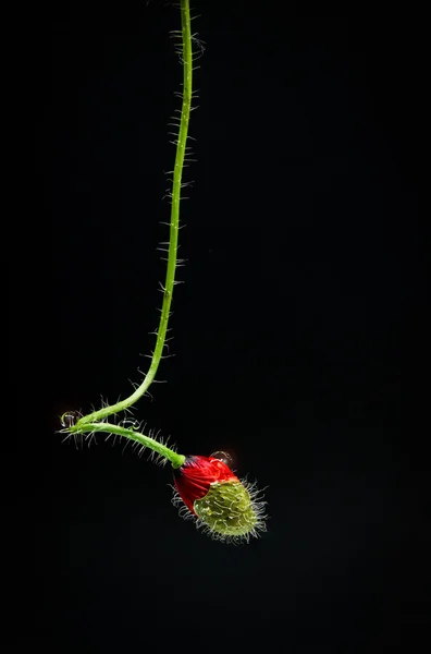 Röd vallmo - en delikat wildflower — Stockfoto