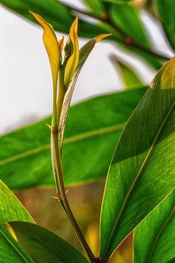 Yeşil yaprakların soyut görüntüsü. Yeşil yapraklar parlak güneş ışığıyla aydınlatılır. Yakın plan..