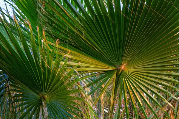 Пальмове Листя Крупним Планом Натуральне Світло — стокове фото