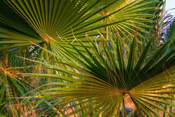 Palmenblätter Aus Nächster Nähe Natürliches Licht — Stockfoto