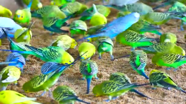 Budgerigars τρώει την κεχρί — Αρχείο Βίντεο