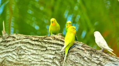 budgerigars ağaçta oturuyor