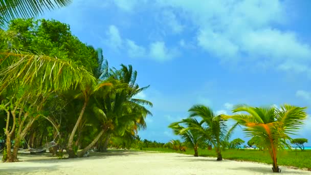 Belle île des Maldives avec océan — Video