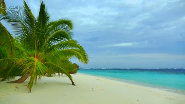 Palmeras en la playa tropical — Vídeo de stock