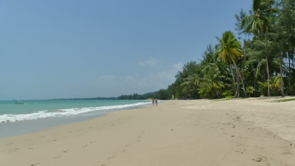 Palmen am tropischen Strand — Stockvideo