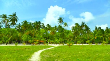 Tropik sahilde palmiye ağaçları