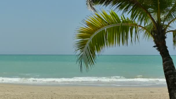 Palmier sur plage tropicale — Video