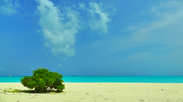 Drzewo na tropikalnej plaży — Wideo stockowe